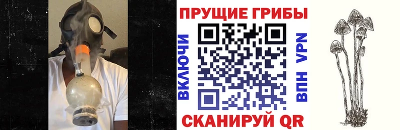 Галлюциногенные грибы Psilocybine cubensis  Купить где  Биробиджан 
